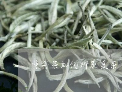 普洱茶如何辨别夏茶/2023070958271