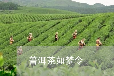 普洱茶如梦令/2023081801703