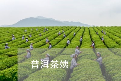 普洱茶姨/2023110874936