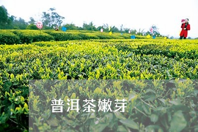 普洱茶嫩芽/2023090690491