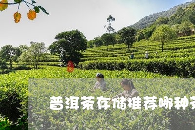 普洱茶存储推荐哪种茶/2023121687070