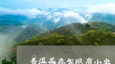 普洱茶存发现有小虫/2023072442595