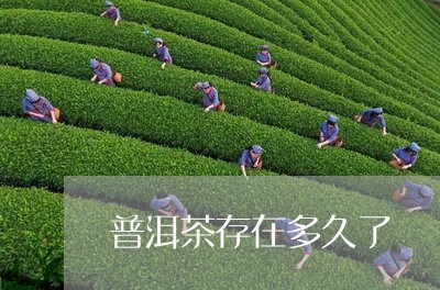 普洱茶存在多久了/2023112645938