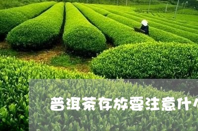 普洱茶存放要注意什么/2023100542594