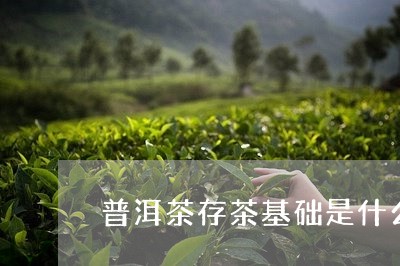 普洱茶存茶基础是什么/2023121610615