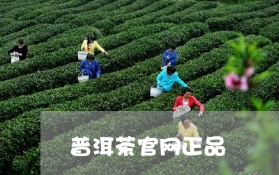 普洱茶官网正品/2023102673926