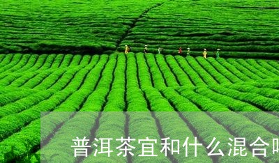 普洱茶宜和什么混合喝/2023061952625