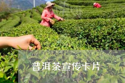 普洱茶宣传卡片/2023110607461