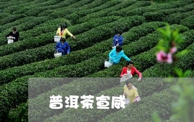 普洱茶宣威/2023090552795