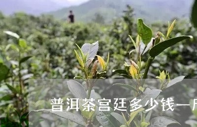 普洱茶宫廷多少钱一斤/2023092628281