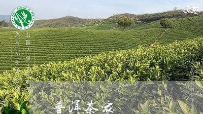 普洱茶家/2023110845158