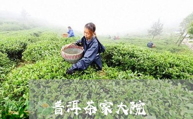 普洱茶家大院/2023042619010