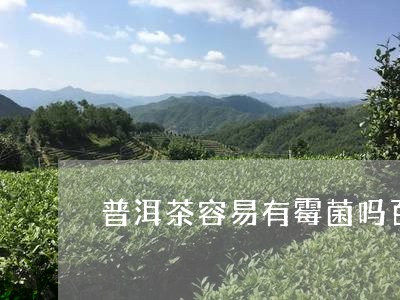 普洱茶容易有霉菌吗百度/2023110607371