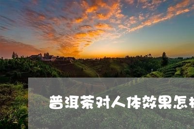 普洱茶对人体效果怎样/2023100869591