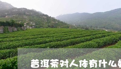 普洱茶对人体有什么好/2023062183725