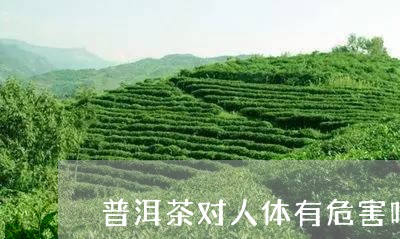 普洱茶对人体有危害吗/2023092913047