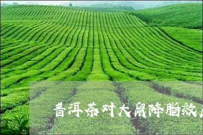 普洱茶对大鼠降脂效应/2023080193038