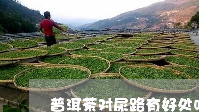 普洱茶对尿路有好处吗/2023092918248