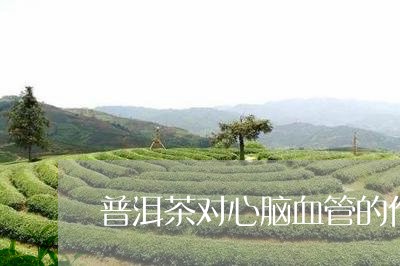 普洱茶对心脑血管的作用与功效/2023083004926