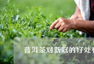 普洱茶对新冠的好处有哪些/2023112414859