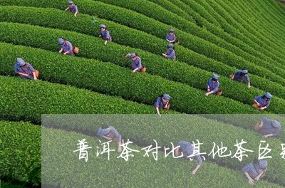 普洱茶对比其他茶区别大吗/2023112406137