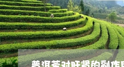 普洱茶对肝肾的副作用/2023092737380