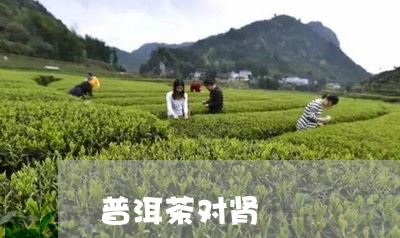 普洱茶对肾/2023090628593