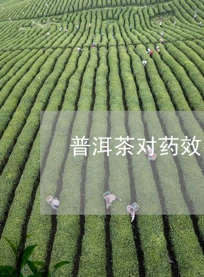 普洱茶对药效有影响吗/2023093035969