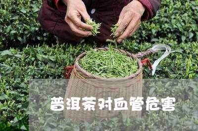 普洱茶对血管危害/2023101642059