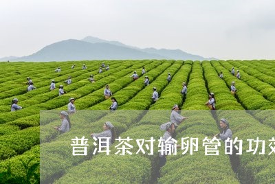 普洱茶对输卵管的功效/2023092959292