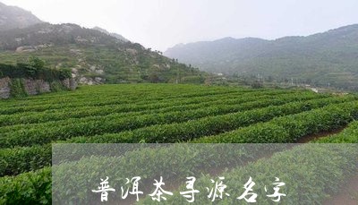 普洱茶寻源名字/2023081521581