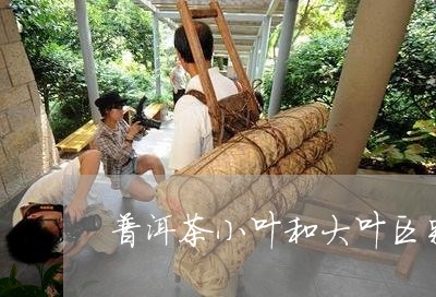 普洱茶小叶和大叶区别/2023062395059