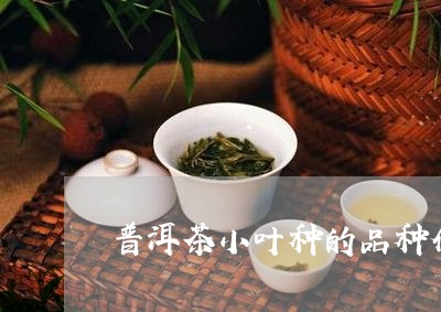 普洱茶小叶种的品种介绍/2023120708361