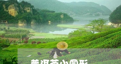 普洱茶小圆形/2023042691698