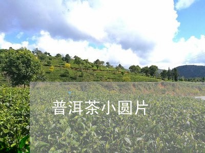 普洱茶小圆片/2023042723206