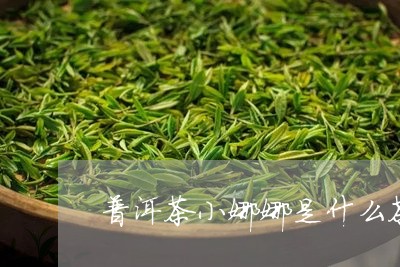 普洱茶小娜娜是什么茶/2023112764948