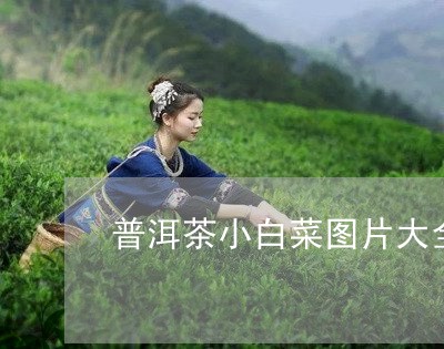 普洱茶小白菜图片大全/2023092920713