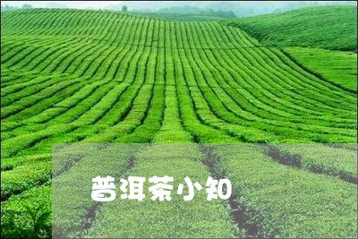 普洱茶小知/2023083089470