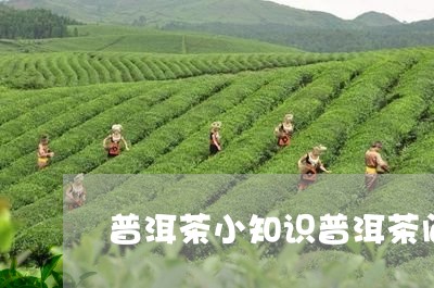 普洱茶小知识普洱茶问题与对策/2023053099382