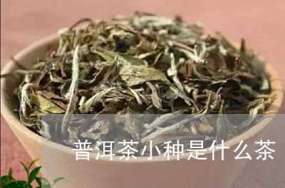 普洱茶小种是什么茶/2023091476038