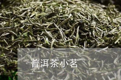 普洱茶小茗/2023090604726