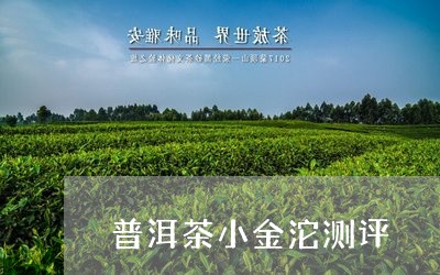 普洱茶小金沱测评/2023081617179