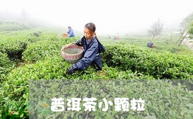 普洱茶小颗粒/2023042638152