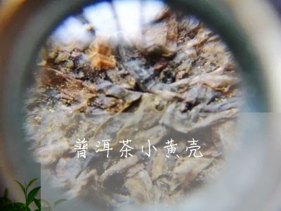 普洱茶小黄壳/2023042629685