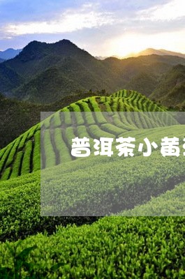 普洱茶小黄油/2023042809138