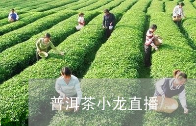 普洱茶小龙直播/2023081837369