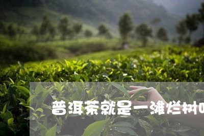 普洱茶就是一滩烂树叶/2023093070505