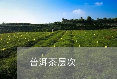 普洱茶层次/2023090573816