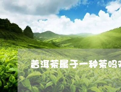 普洱茶属于一种茶吗对吗/2023081567169