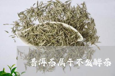 普洱茶属于不发酵茶/2023071161814